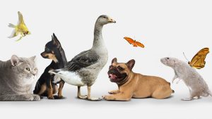 فال حیوان خانگی