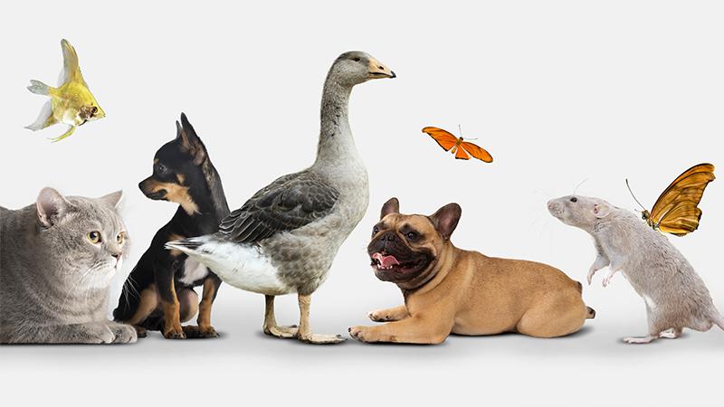 فال حیوان خانگی 1 به روز چی | رتبه 1 مطالب جالب و خواندی فال حیوان خانگی