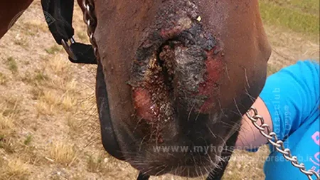 آشنایی با ویروس تبخال اسبی نوع ۱ و راه‌های مقابله با آن