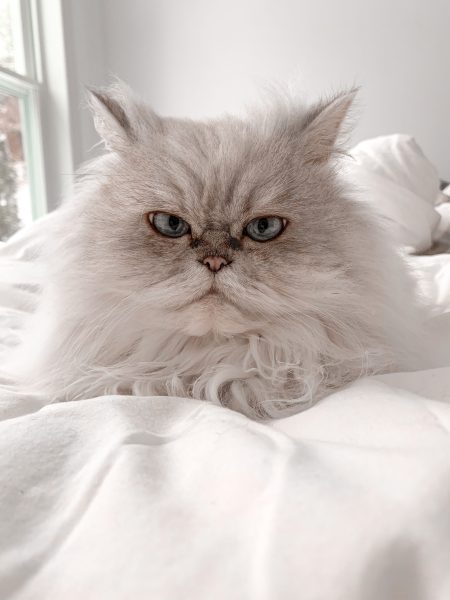 "راز جذابیت و محبوبیت روزافزون گربه‌ها در دنیای امروز" 3 به روز چی | رتبه 1 مطالب جالب و خواندی